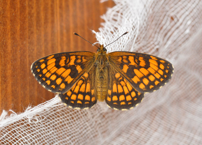 Bruco di melitaea athalia?